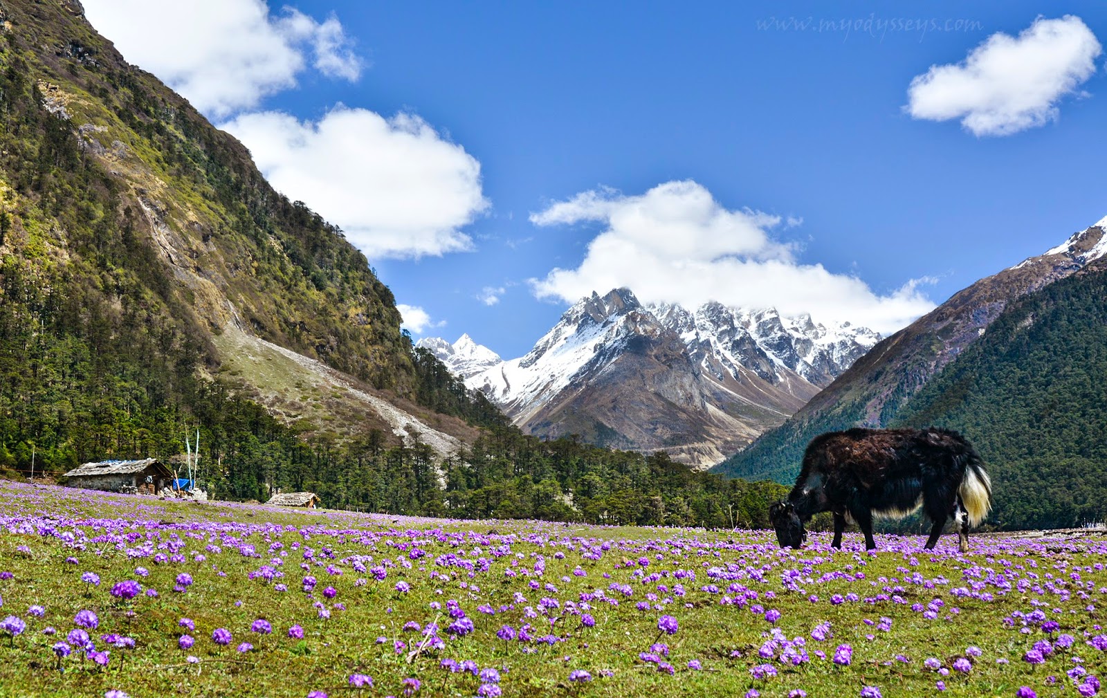 EID Group Tour Sikkim & Darjeeling 6N/7D